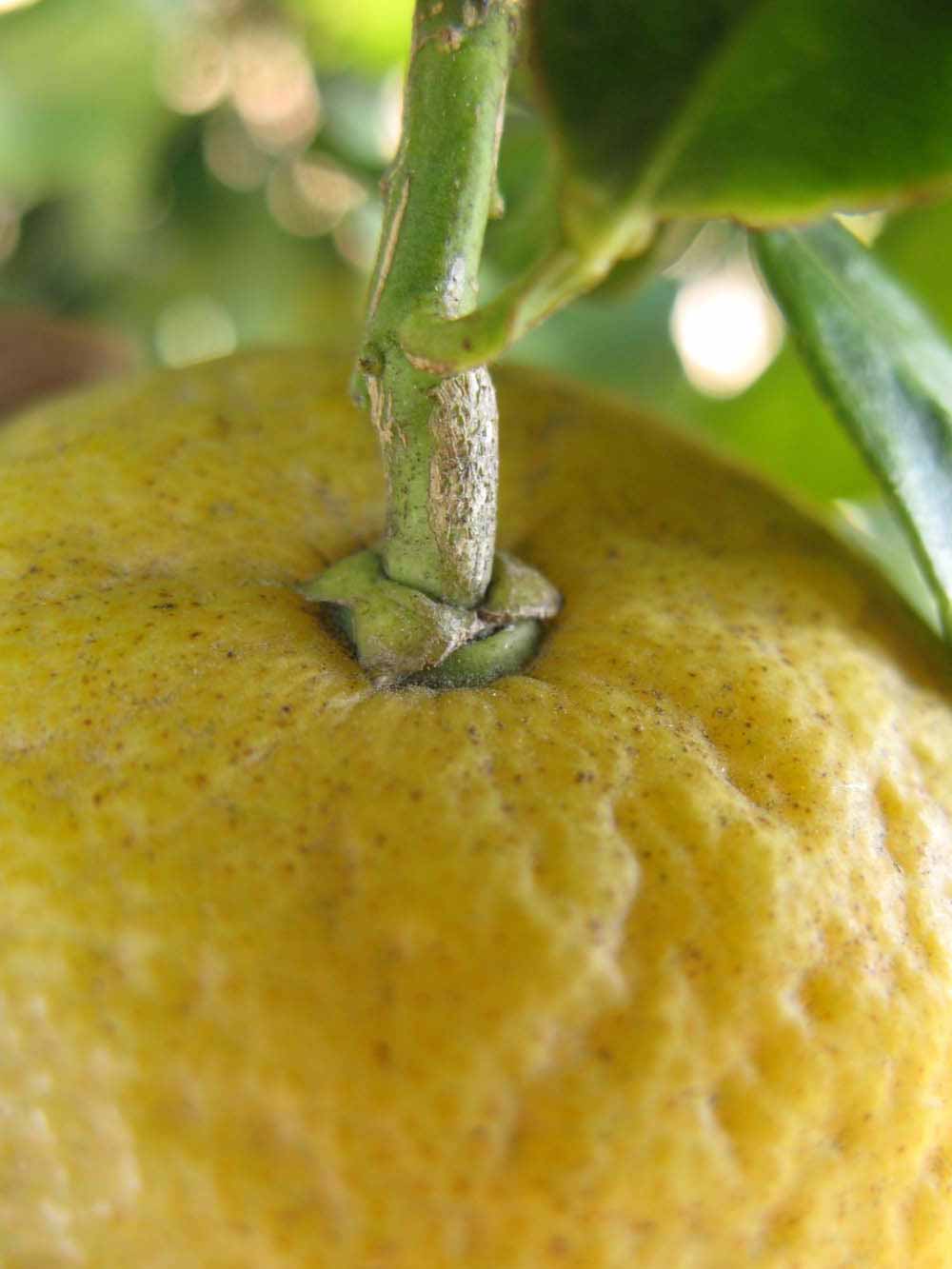            Fruit (Winter Haven, FL)   